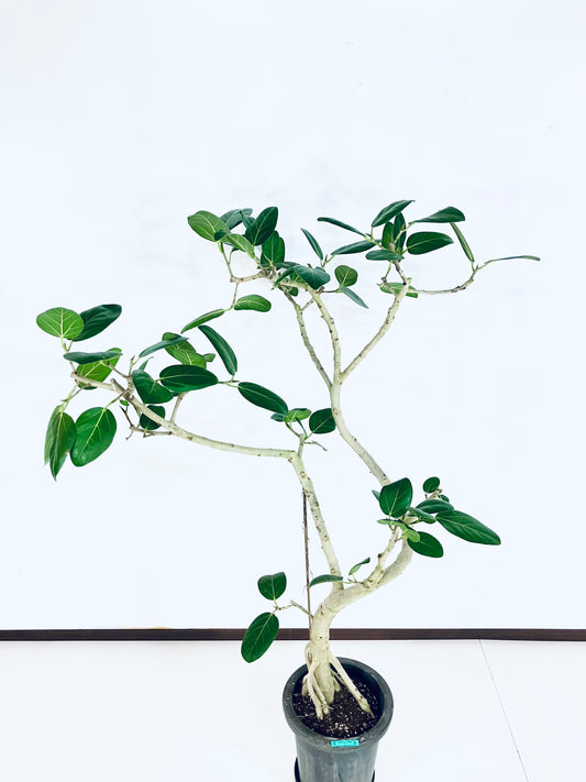 【Unique Form】ベンガレンシス 8号（高さ：132cm、幅：100cm）#7