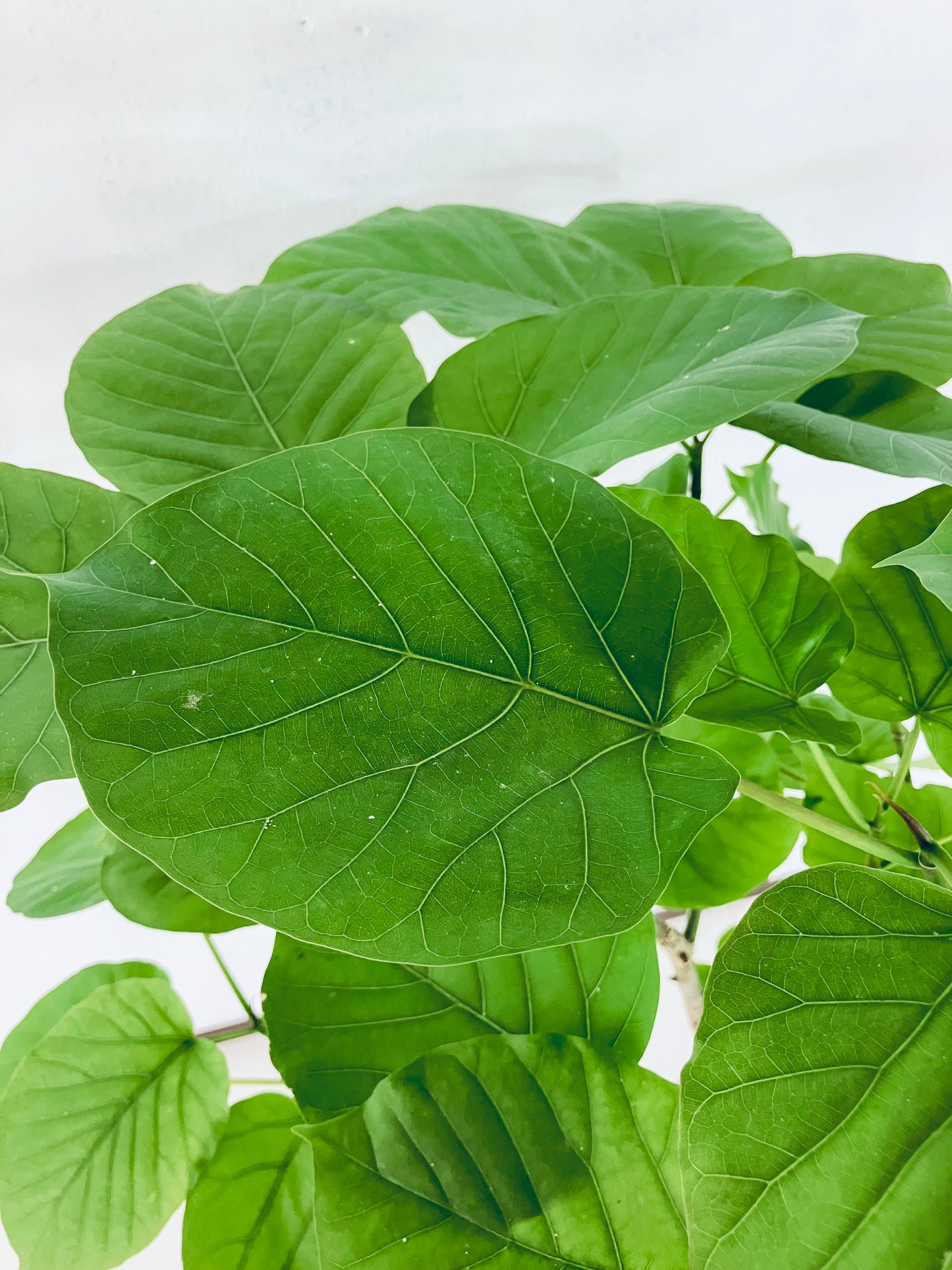 現品商品＠6 ウンベラータ 8号 曲がりМ（高さ：131cm、幅：75cm）