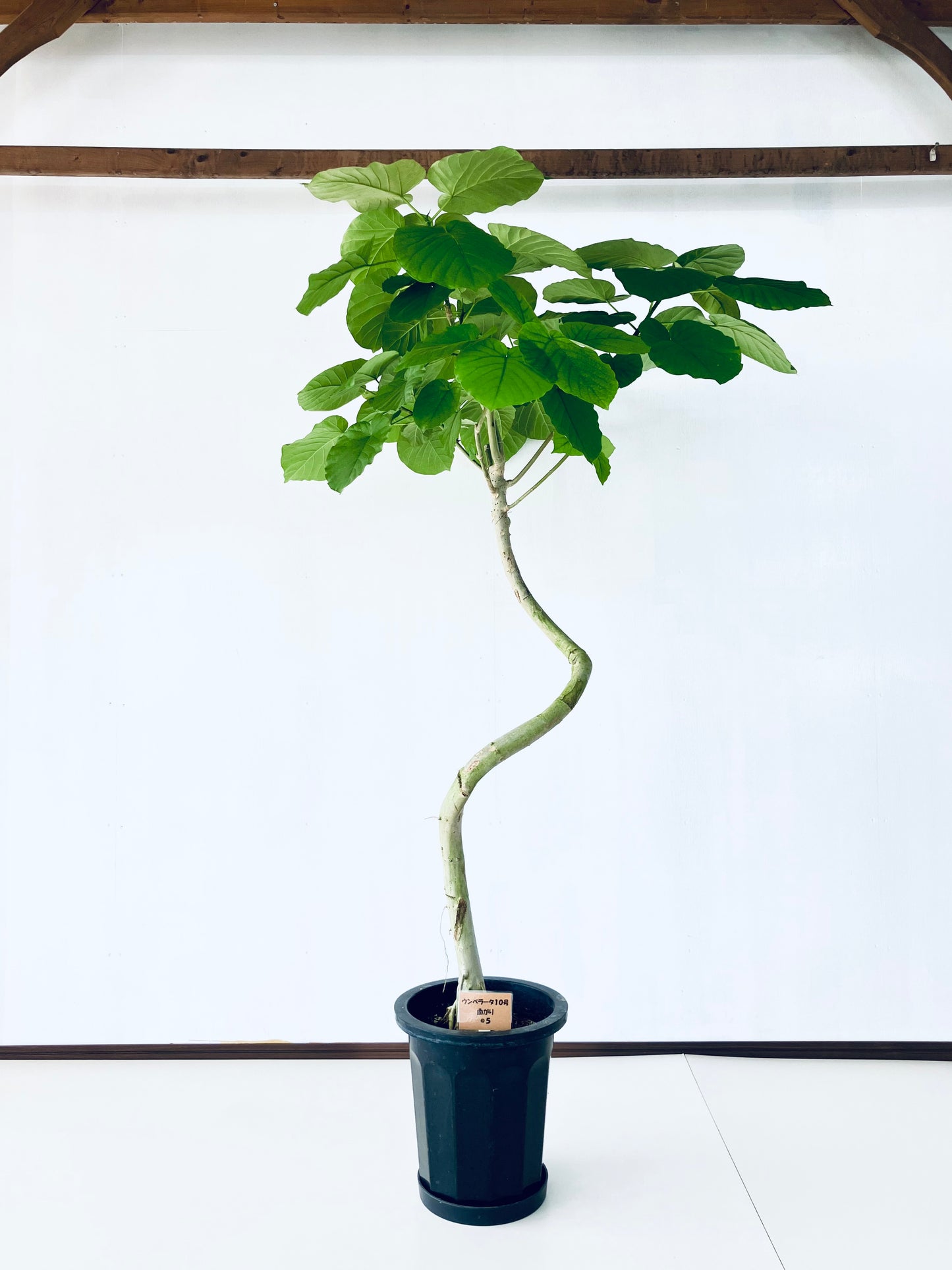 現品商品＠5 ウンベラータ 10号（高さ：180cm、幅：120cm）