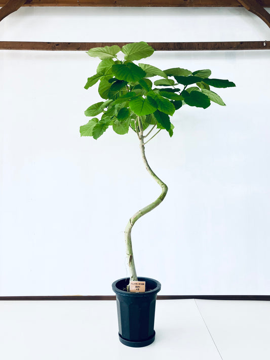 現品商品＠5 ウンベラータ 10号（高さ：180cm、幅：120cm）