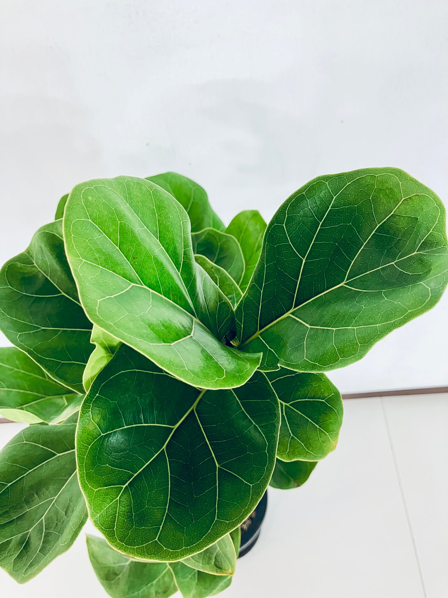 現品商品＠3 バンビーノ 8号（高さ：126cm、幅：42cm）