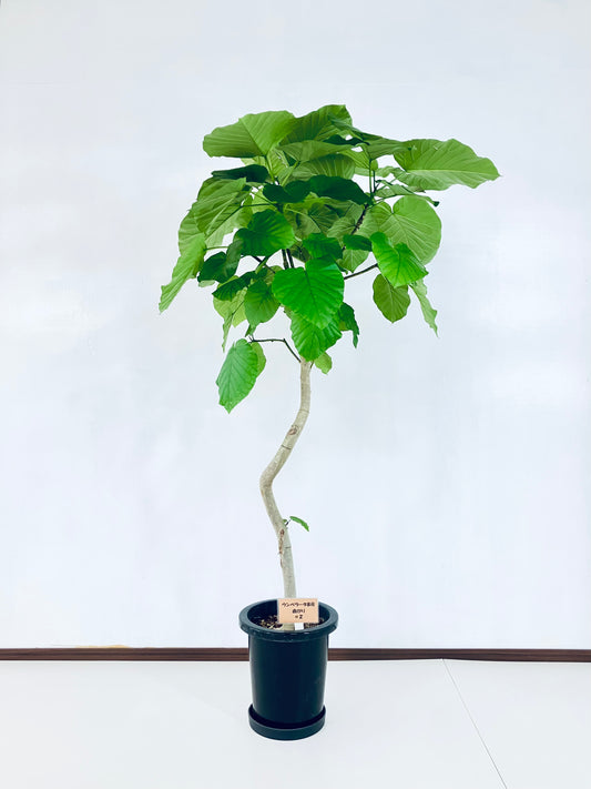 現品商品＠2 ウンベラータ8号（高さ：152cm、幅：83cm）