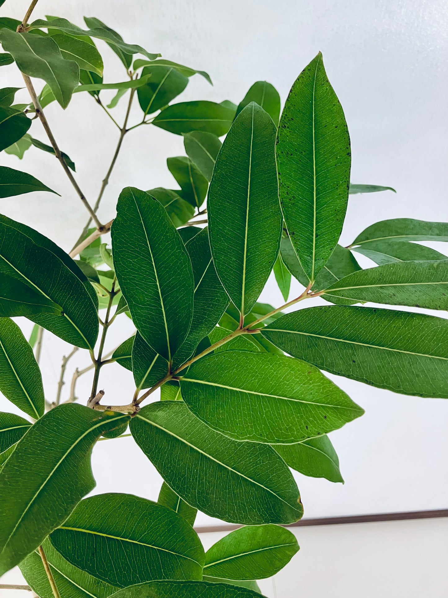 現品商品＠2 アマゾンオリーブ 8号（高さ：158cm、幅：85cm）