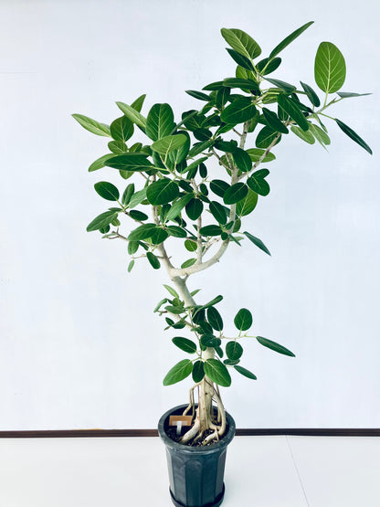 現品商品@5 ベンガレンシス 10号（高さ：175cm、幅：95cm）