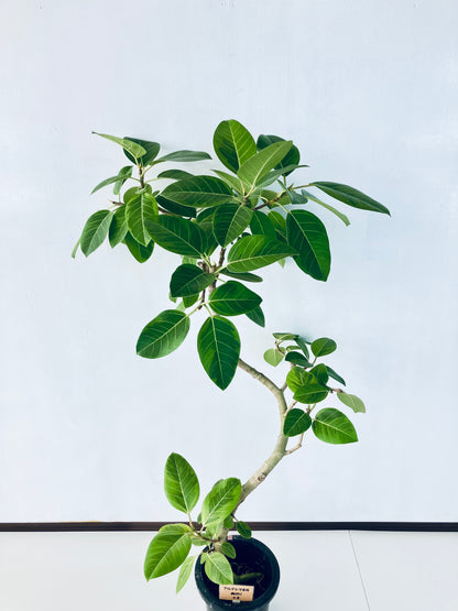 現品商品＠4 アルテシマ 8号 曲がり（高さ：146cm、幅：85cm）