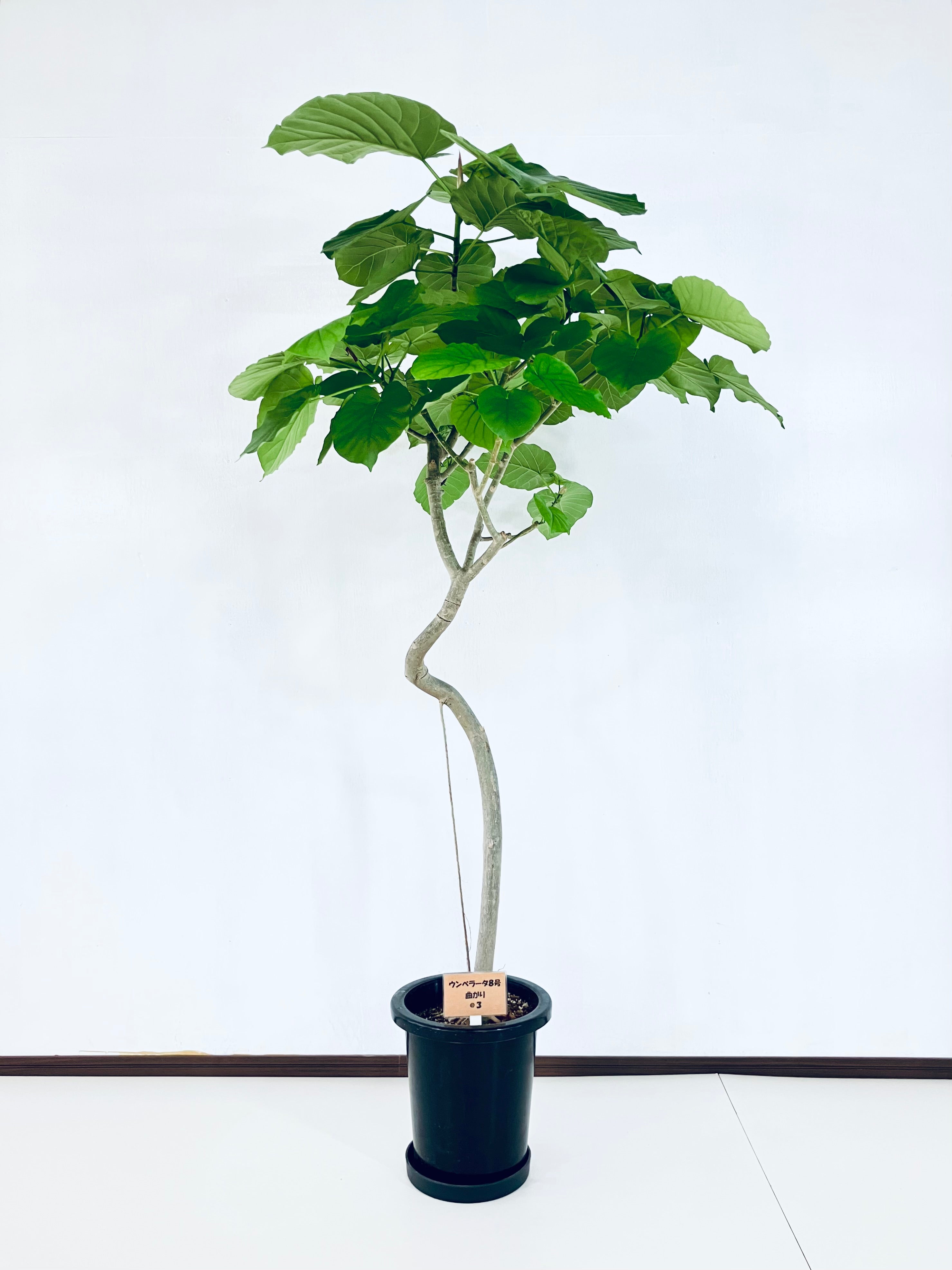 ウンベラータの通販 | 観葉植物の通販はAONOKI（あおのき）