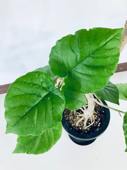 現品商品＠2 ウンベラータ 8号（高さ：146cm、幅：76cm）