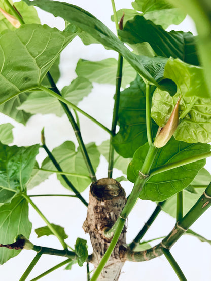 現品商品＠1 ウンベラータ 10号（高さ：140cm、幅：63cm）