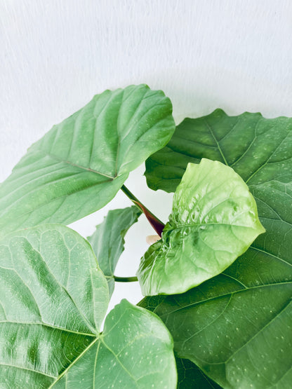 現品商品＠6 ウンベラータ 8号（高さ：131cm、幅：62cm）