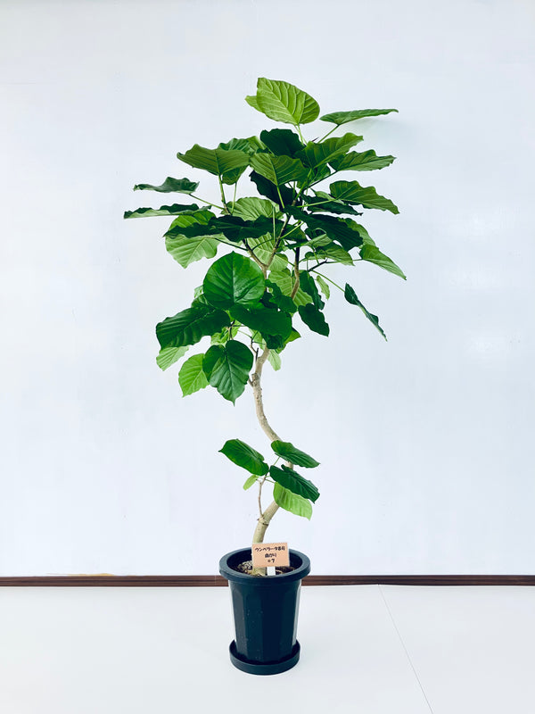 現品商品＠7 ウンベラータ 8号（高さ：156cm、幅：84cm）