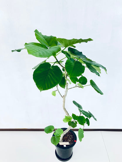 現品商品＠6 ウンベラータ 8号（高さ：130cm、幅：70cm）