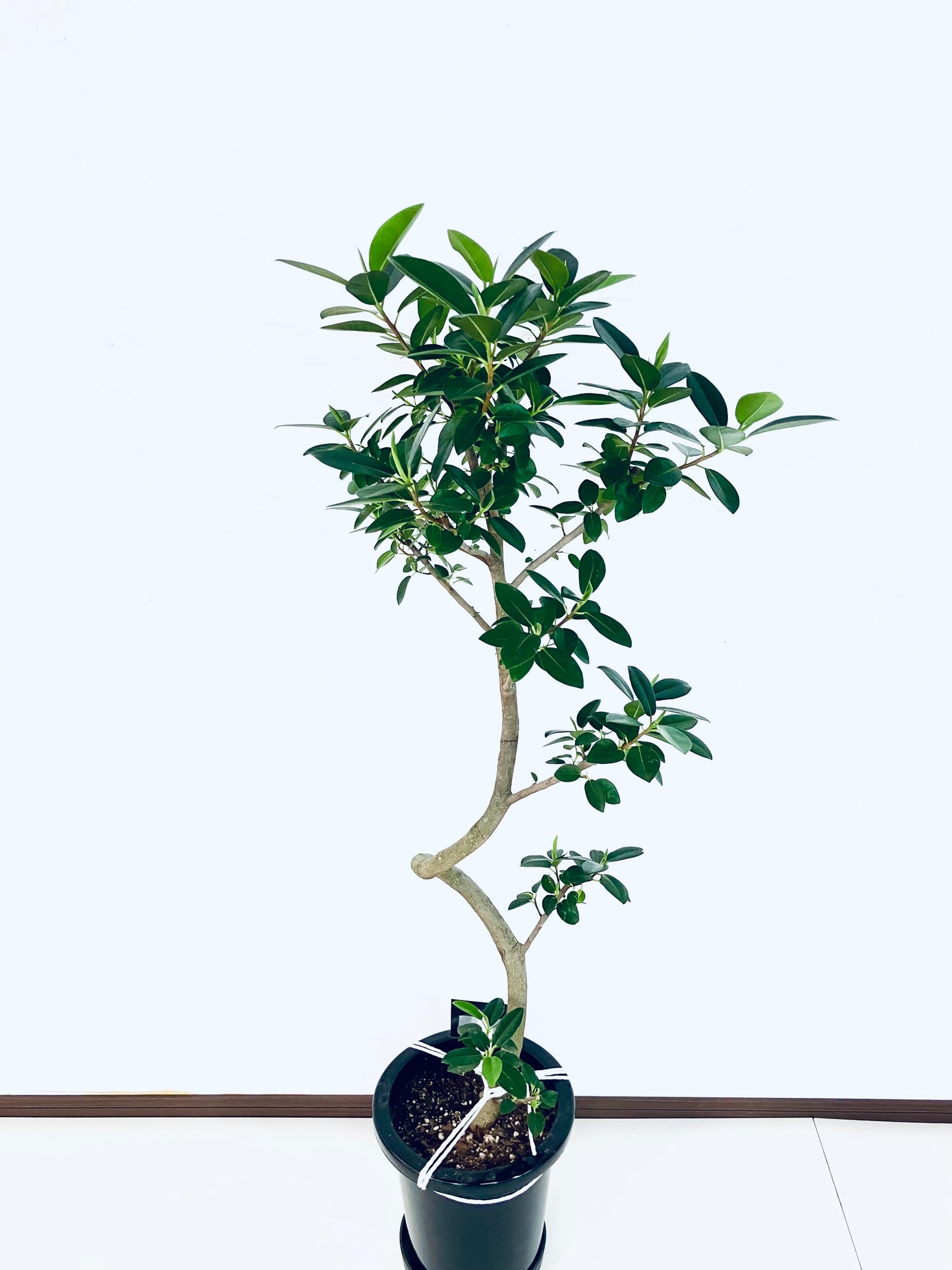 現品商品@8 フランスゴム 8号（高さ：130cm、幅：50cm）