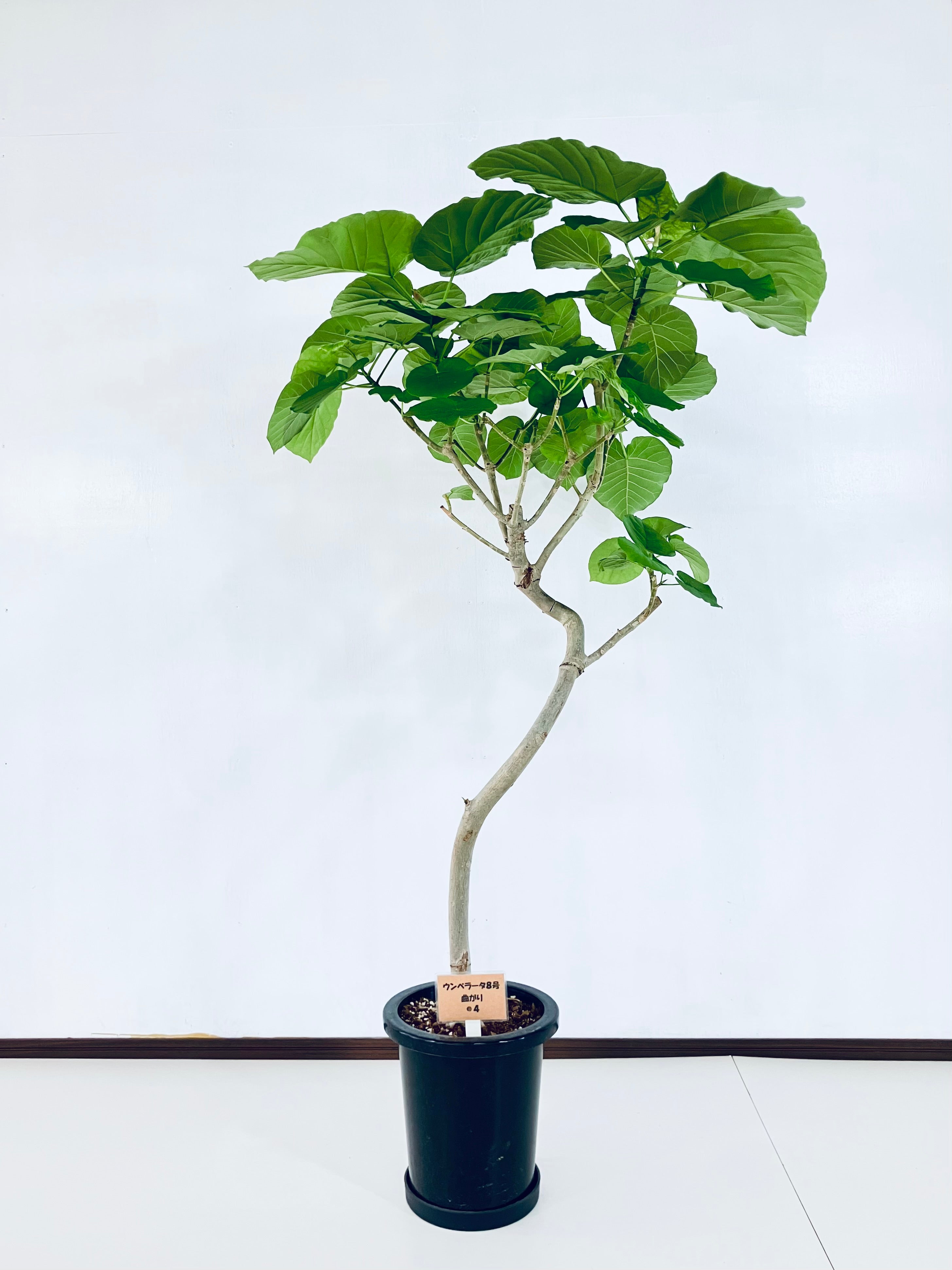 ウンベラータの通販 | 観葉植物の通販はAONOKI（あおのき）