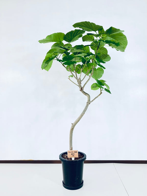 現品商品＠4 ウンベラータ 8号（高さ：153cm、幅：83cm）