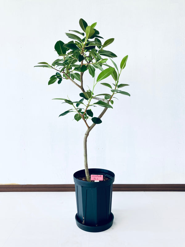 現品商品＠8T フランスゴム 6号（高さ：82cm、幅：43cm）【豊橋発送】