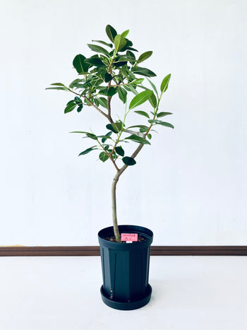 フランスゴムの通販 | 観葉植物の通販はAONOKI（あおのき）