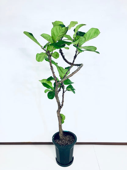 【Unique Form】カシワバゴム 10号（高さ：166cm、幅：70cm）#3