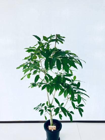 現品商品＠1 アマゾンオリーブ 8号（高さ：146cm、幅：85cm）