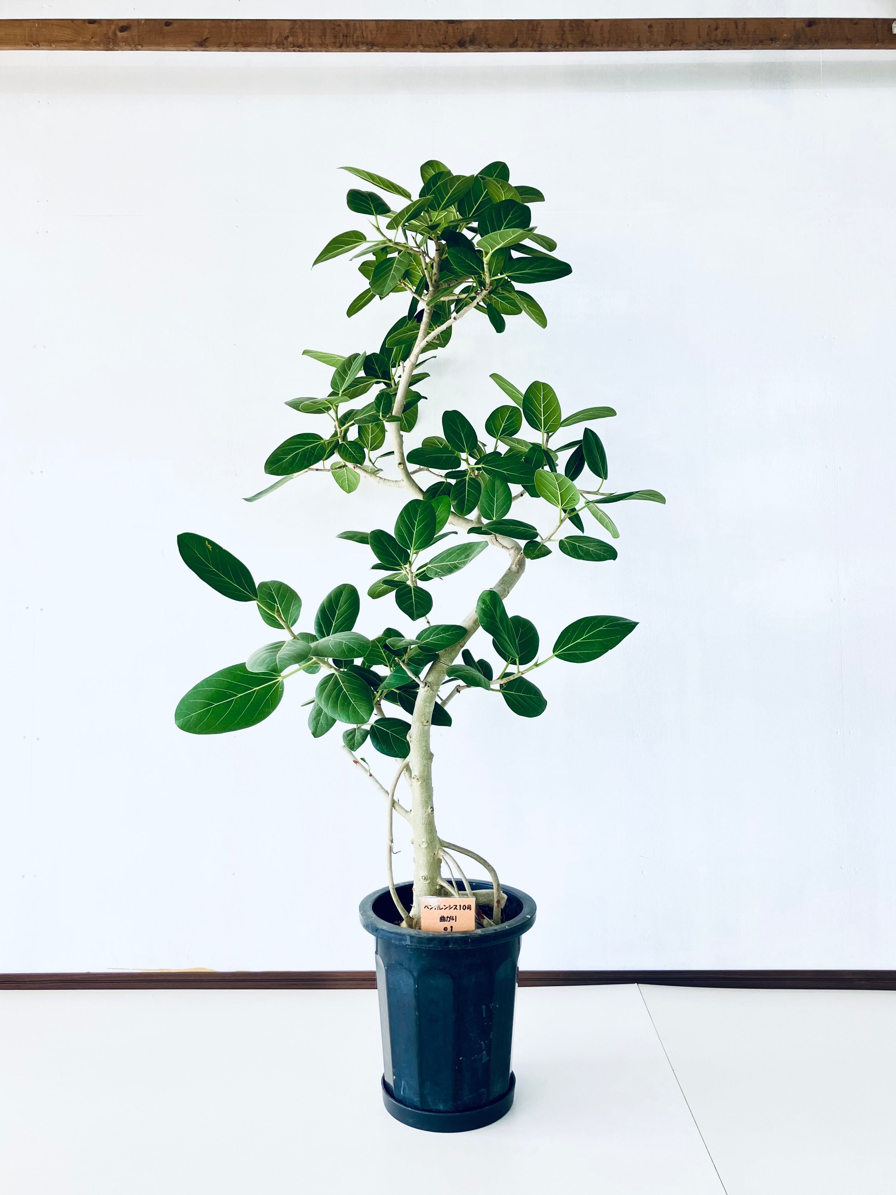 ベンガレンシス　10号 約1.8メートル　現品 フィカス・ベンガレンシス 10号の現品商品 | 観葉植物通販AONOKI（あお