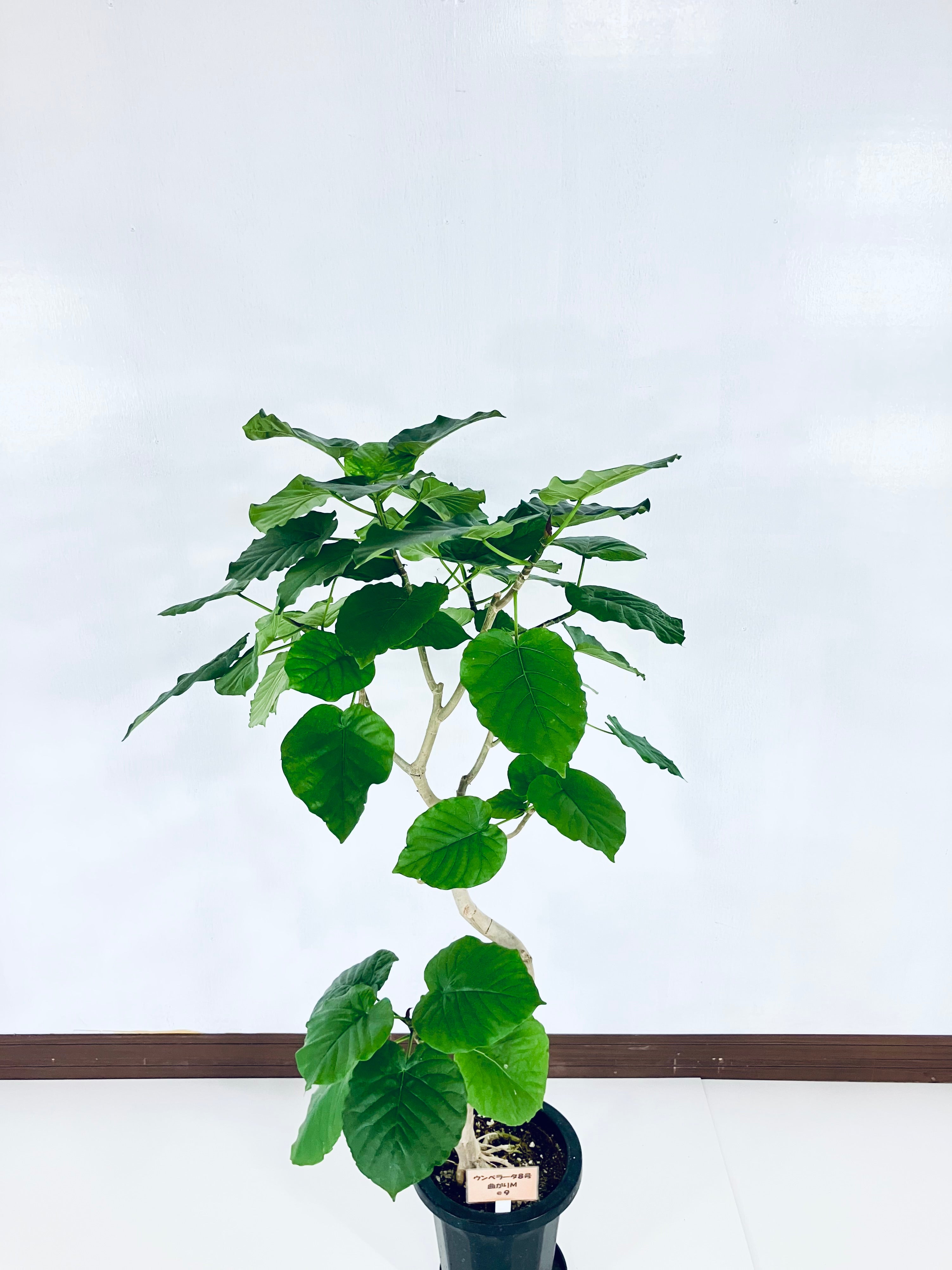 フィカス・ウンベラータ 8号の現品商品 | 観葉植物通販AONOKI