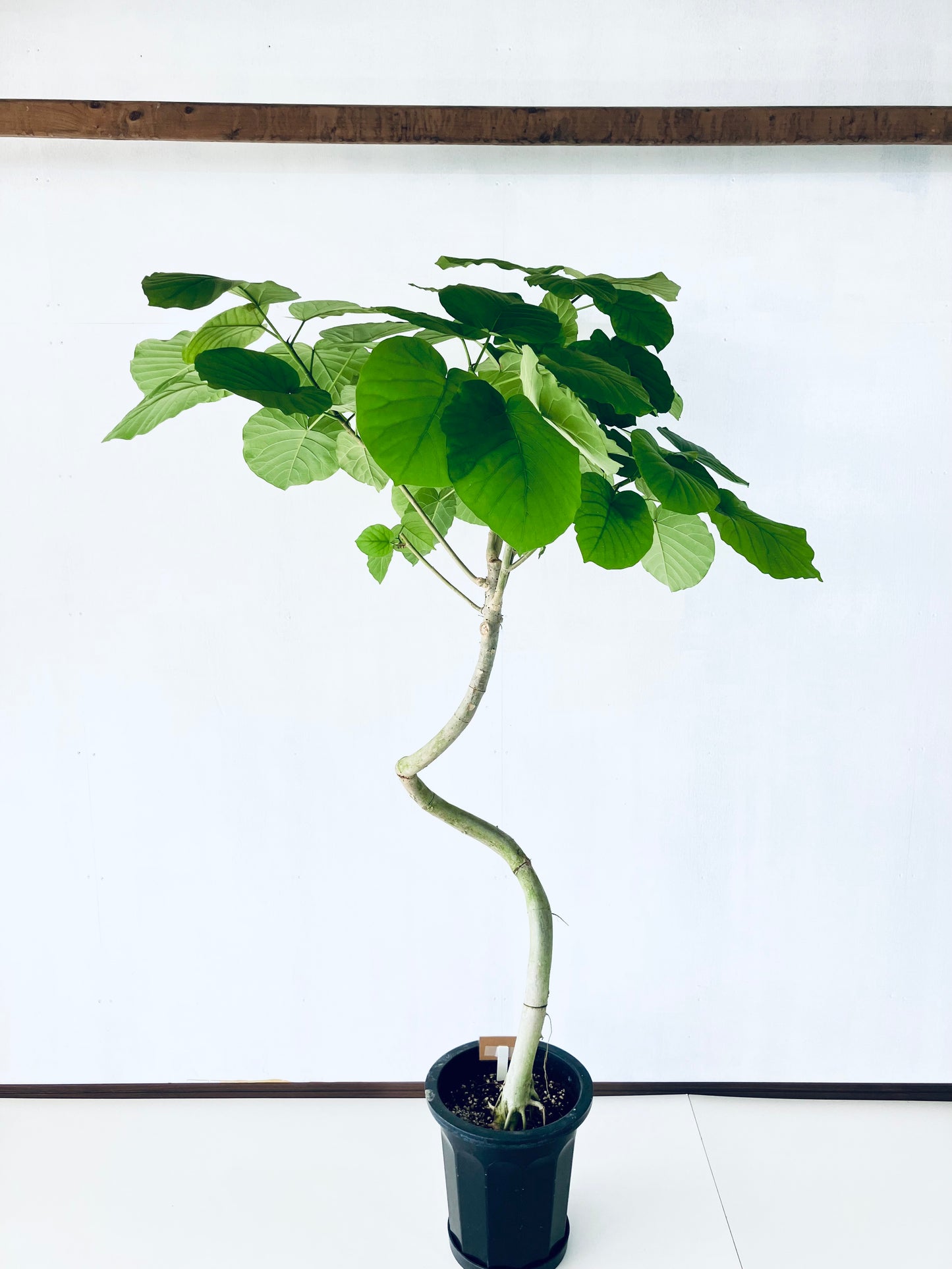 現品商品＠5 ウンベラータ 10号（高さ：180cm、幅：120cm）