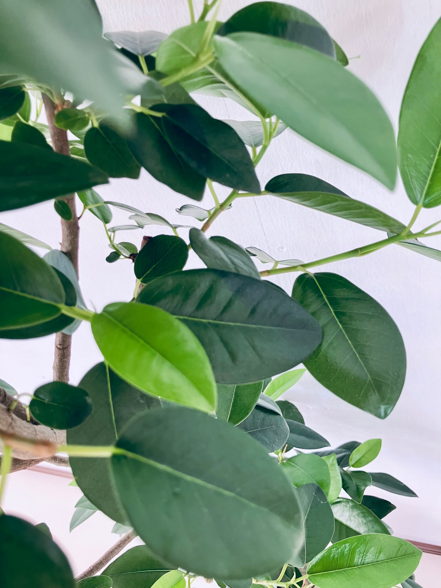 現品商品@6 フランスゴム 8号（高さ：127cm、幅：50cm）