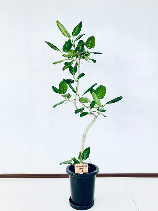 現品商品＠2 ベンガレンシス 8号（高さ：138cm、幅：66cm）