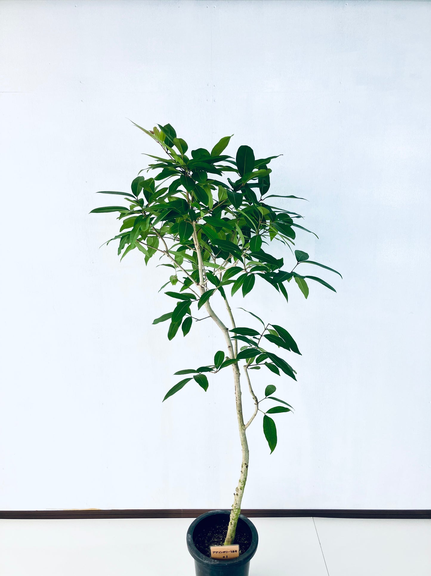 現品商品＠1 アマゾンオリーブ 8号（高さ：163cm、幅：65cm）