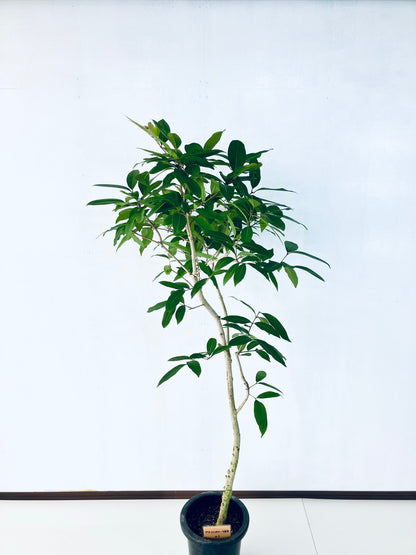 現品商品＠1 アマゾンオリーブ 8号（高さ：163cm、幅：65cm）