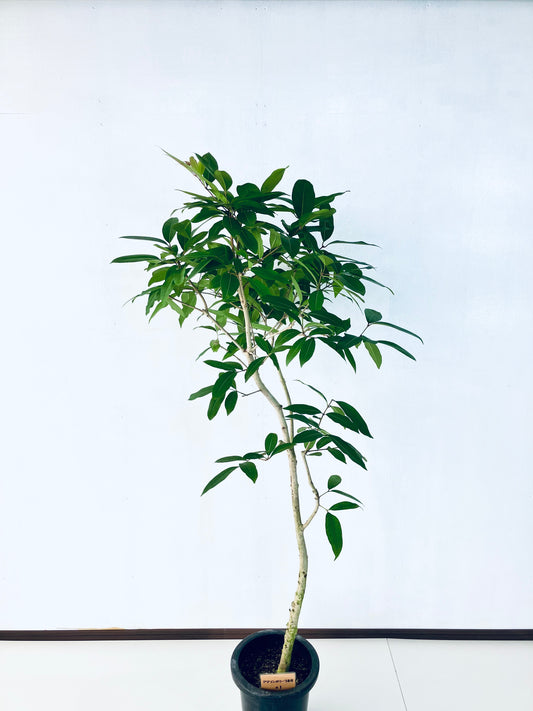 現品商品＠1 アマゾンオリーブ 8号（高さ：163cm、幅：65cm）