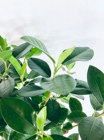 現品商品＠3 フランスゴム 10号（高さ：171cm、幅：80cm）