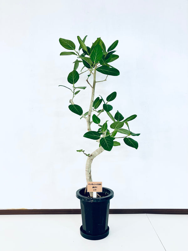 現品商品＠7 ベンガレンシス 8号（高さ：130cm、幅：55cm）
