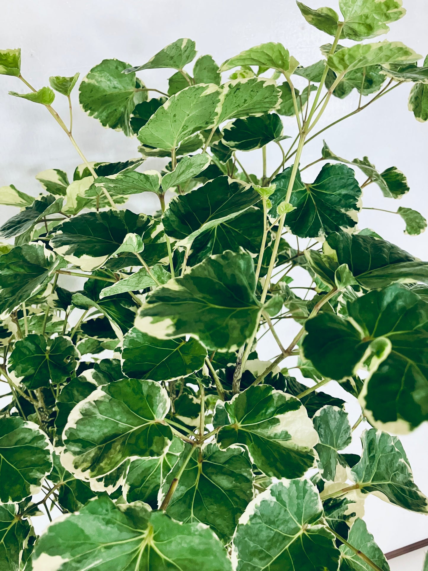 現品商品@1 ポリシャス・マルギナータ 10号（高さ：183cm、幅：86cm）