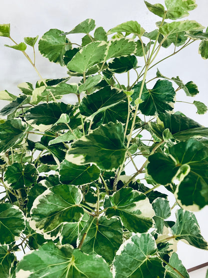 現品商品@1 ポリシャス・マルギナータ 10号（高さ：183cm、幅：86cm）