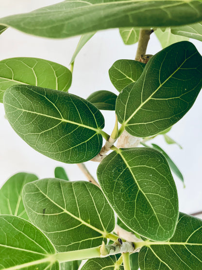 現品商品＠1 ベンガレンシス 8号（高さ：131cm、幅：57cm）