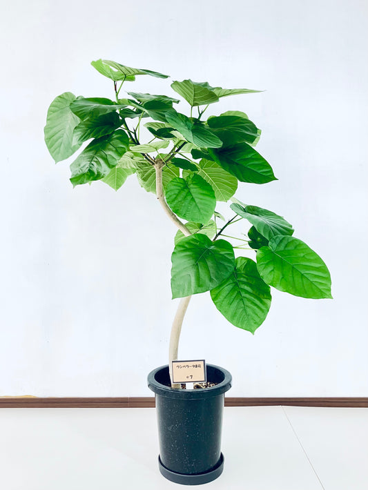 現品商品＠7 ウンベラータ 8号（高さ：124cm、幅：80cm）