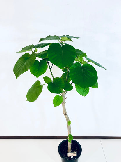 現品商品＠7 ウンベラータ 8号（高さ：137cm、幅：70cm）