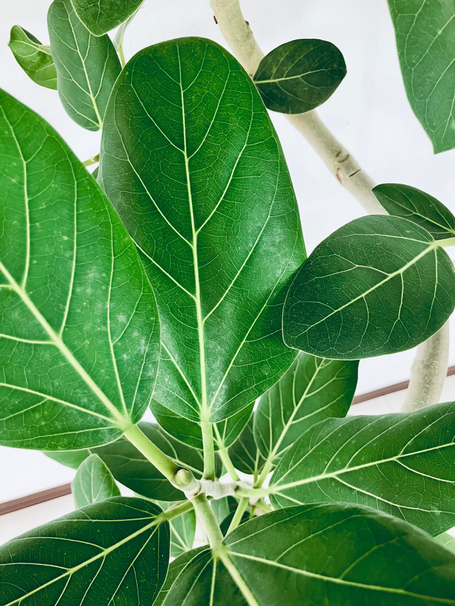 現品商品＠4 ベンガレンシス 8号（高さ：142cm、幅：100cm）