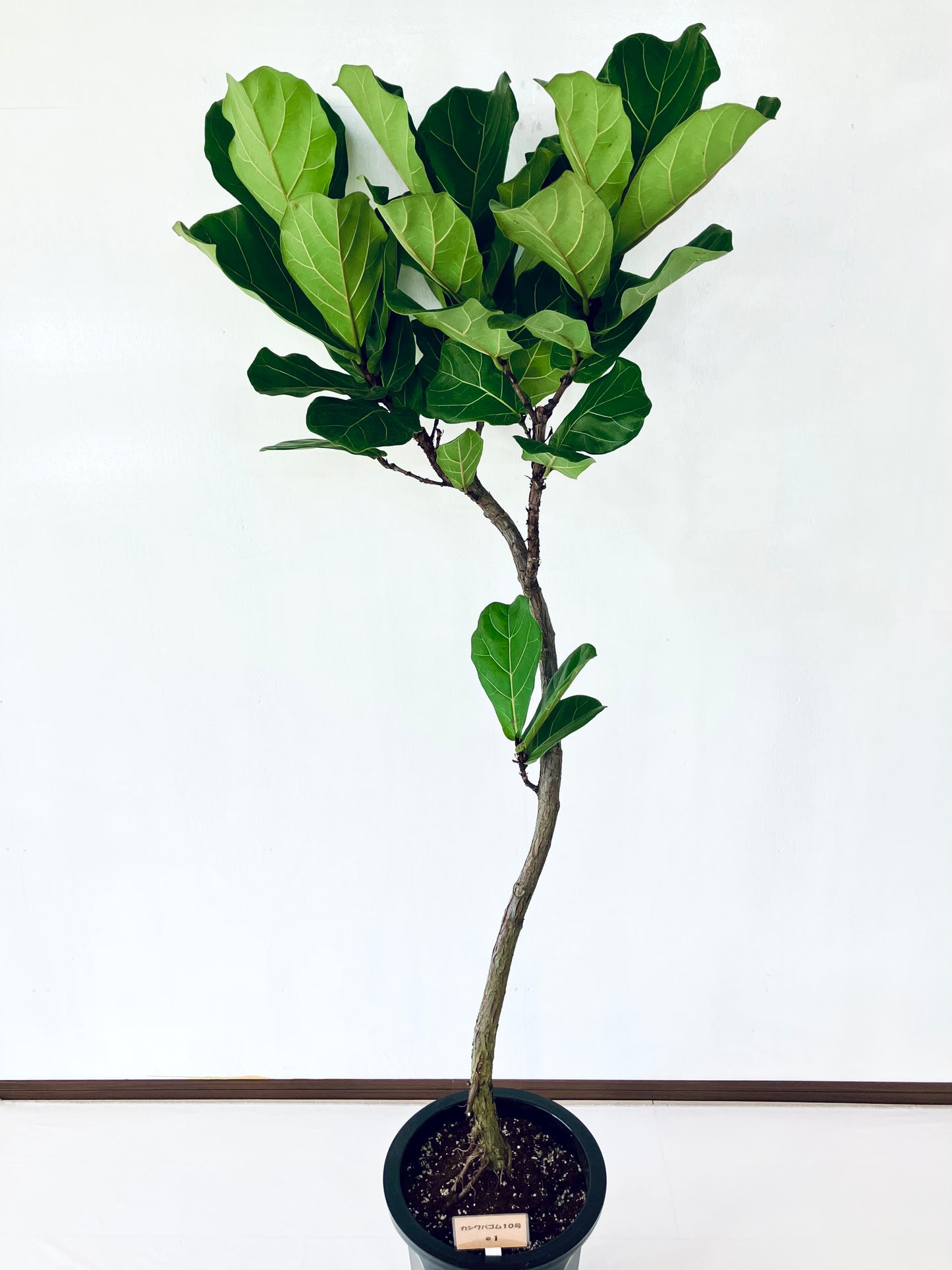 現品商品＠1 カシワバゴム 10号（高さ：177cm、幅：80cm）