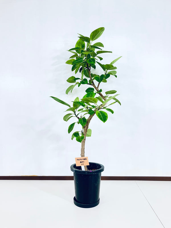 現品商品＠1 アルテシマ 8号（高さ136cm、幅：70cm）