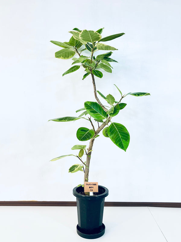 現品商品＠6 アルテシマ 8号（高さ：144cm、幅：80cm）