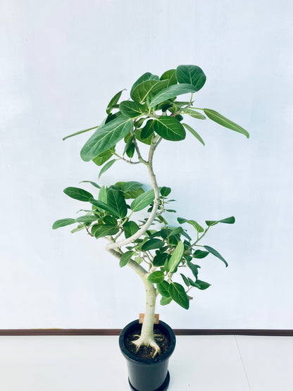 現品商品＠4 ベンガレンシス 8号（高さ：137cm、幅：70cm）