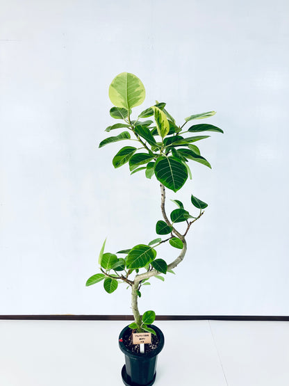 現品商品＠6 アルテシマ 8号（高さ：157cm、幅：85cm）