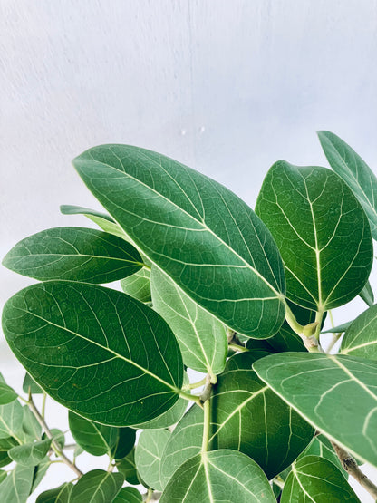 現品商品＠2 ベンガレンシス 8号（高さ：130cm、幅：70cm）