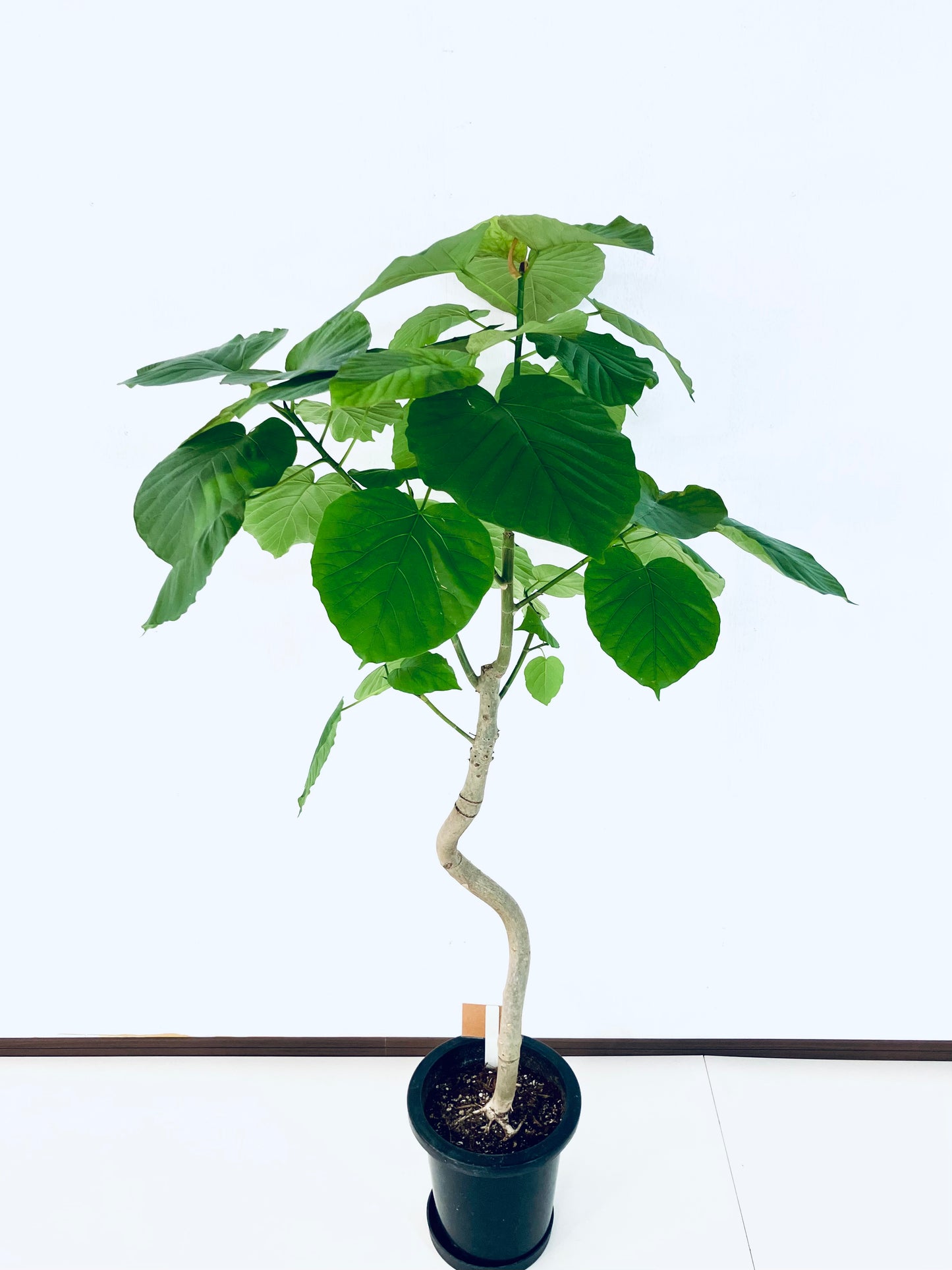 現品商品＠1 ウンベラータ 8号（高さ：142m、幅：80cm）