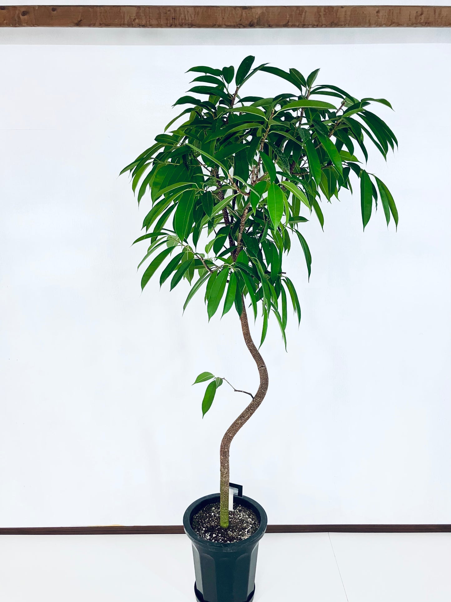 現品商品＠4 アムステルダム 10号（高さ：190cm、幅：90cm）