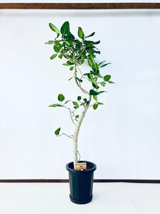 現品商品@5 ベンガレンシス 10号（高さ：177cm、幅：90cm）