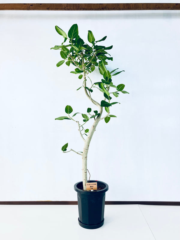 現品商品@5 ベンガレンシス 10号（高さ：177cm、幅：90cm）