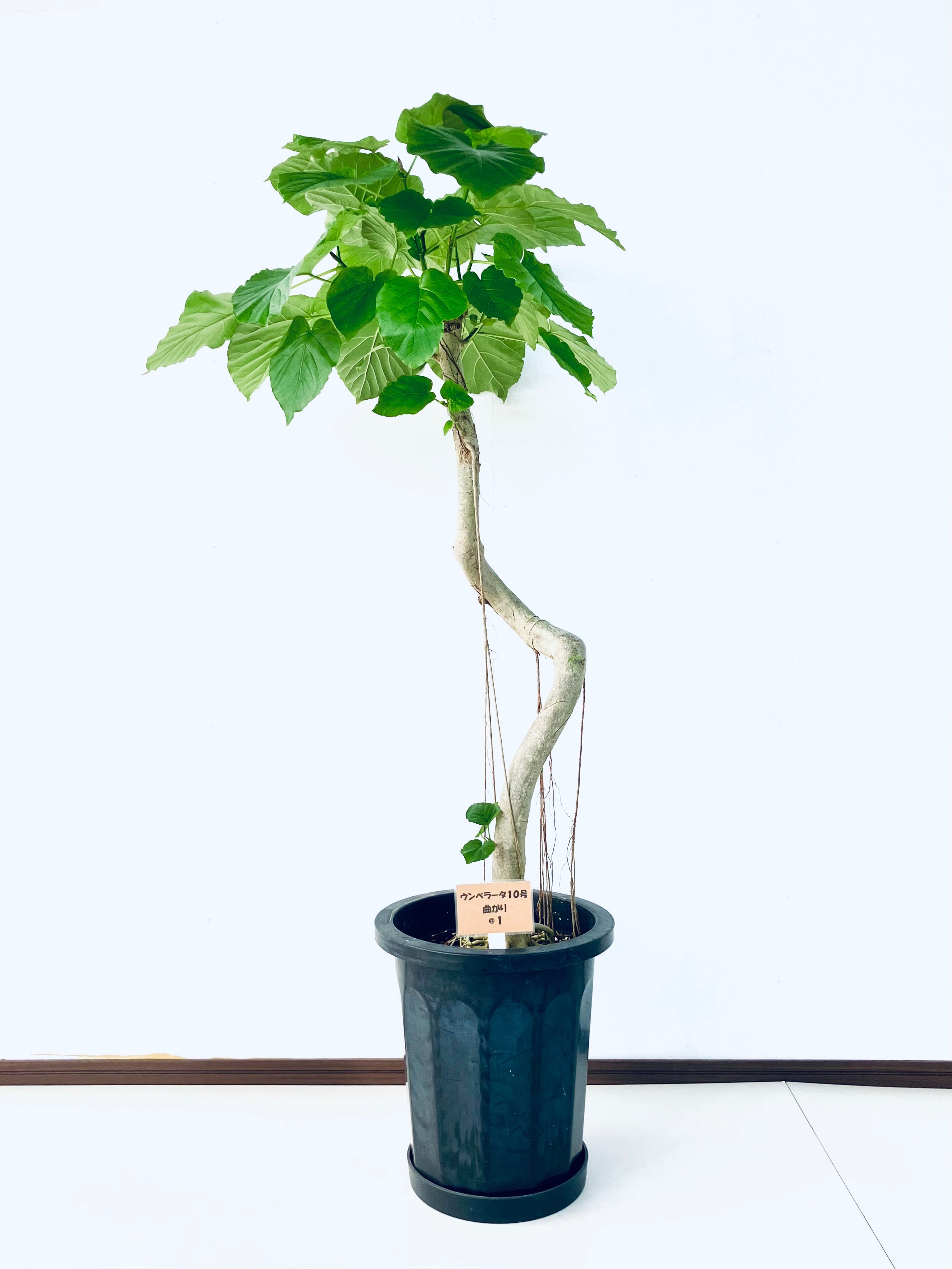 ウンベラータの通販 | 観葉植物の通販はAONOKI（あおのき）