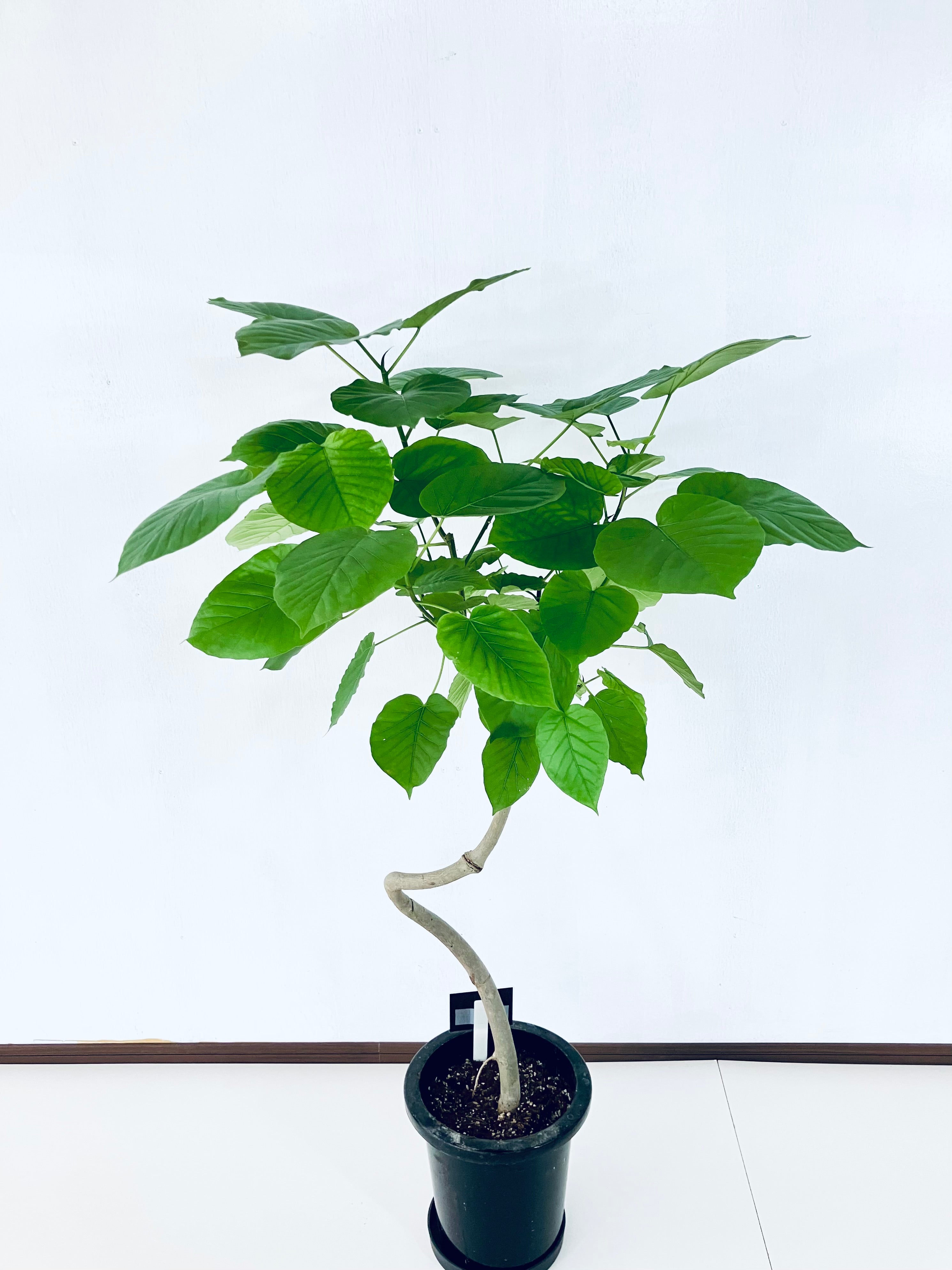 フィカス・ウンベラータ 8号の現品商品 | 観葉植物通販AONOKI（あおのき）